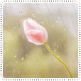 Цветы Розовый тюльпан под дождём аватар
