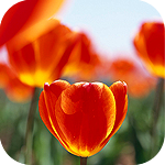 Цветы Тюльпаны тянутся к солнцу аватар