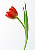 Цветы Красный тюльпан аватар