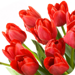 Цветы Красные тюльпаны. Целый букет аватар
