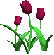 Тюльпаны. Три красных тюльпана