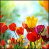 Цветы Разноцветные тюльпаны на фоне неба аватар