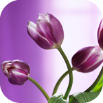 Цветы Темные тюльпаны аватар