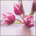 Цветы Нежные тюльпаны на розовом аватар