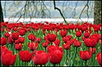 Цветы Тюльпаны для Ксюши аватар