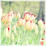 Цветы Красивые тюльпаны. Желтые с красным аватар