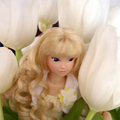 Цветы Кукла среди белых тюльпанов аватар