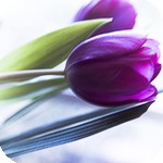 Цветы Сиреневый тюльпан аватар