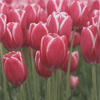 Цветы Поле тюльпанов. Красное и белое аватар