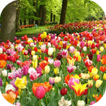 Цветы Клумба с тюльпанами аватар