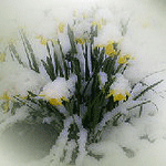 Цветы Цветы на снегу аватар