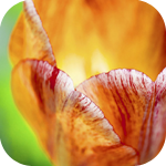 Цветы Свечение тюльпана аватар