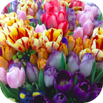 Цветы Красивые разноцветные тюльпаны аватар