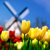 Цветы Желтые тюльпаны голландии на фоне ветряной мельницы аватар