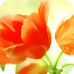 Цветы Красные тюльпаны распустились аватар