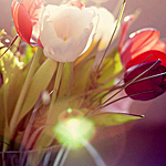 Цветы Разноцветные тюльпаны в солнечном свете аватар