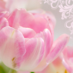 Цветы Тюльпан красиво оформлен аватар