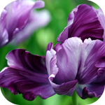 Цветы Фиолетовые цветы - мохровый ирис аватар