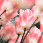 Цветы Нежные тюльпаны розовые аватар