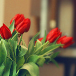 Цветы Красные тюльпанчики аватар