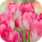 Цветы Бледно-розовые тюльпаны аватар