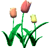 Цветы Цветущие тюльпаны аватар