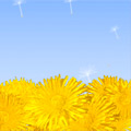 Цветы Одуванчики пахнут медом аватар