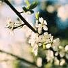 Цветы Белые цветки цветущей вишни аватар