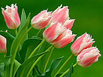 Цветы Тюльпаны для Ани аватар