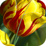Цветы Красно-жёлтый тюльпан аватар