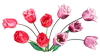 Цветы Тюльпаны красные, розовые, сиреневые аватар