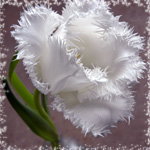Цветы Пушистый белый тюльпан аватар