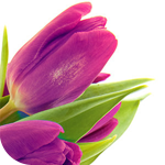 Цветы Лиловые тюльпаны аватар