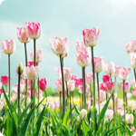 Цветы Поле тюльпанов на фоне голубых небес аватар