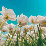 Цветы Поле из белых тюльпанов на фоне голубого неба аватар