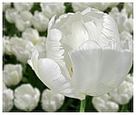 Цветы Тюльпаны для Евгении аватар