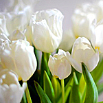 Цветы Белые тюльпаны на светлом фоне аватар
