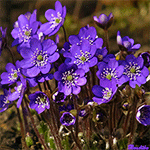 Цветы Фиолетовые подснежники аватар