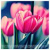 Цветы Красивые красные тюльпаны аватар