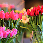 Цветы Красные, розовые и цвета фуксии тюльпаны в стеклянных вазах аватар