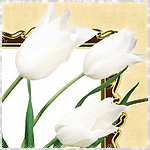 Цветы Белые тюльпаны склонили головки аватар