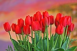 Цветы Тюльпаны для Машутки аватар