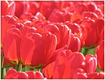 Цветы Тюльпаны для Оли аватар
