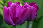 Цветы Тюльпаны для Машеньки аватар
