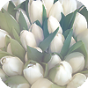 Цветы Белые тюльпаны еще не распустились аватар