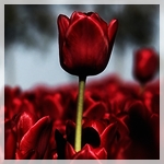 Цветы Красные тюльпаны в сумерки аватар