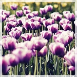 Цветы Поле тюльпанов аватар