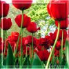 Цветы Красные тюльпаны прекрасны аватар
