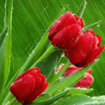 Цветы Красные тюльпаны на фоне зеленой листвы аватар