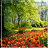 Цветы Поле тюльпанов на фоне деревьев аватар